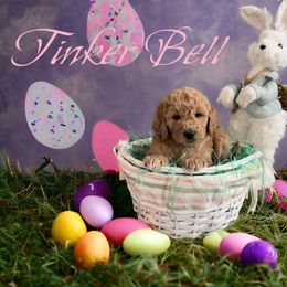 Goldendoodle Puppies from Goldendoodles of Anchor Bay