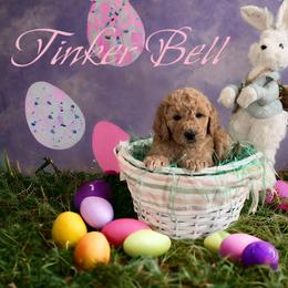 Goldendoodle Puppies from Goldendoodles of Anchor Bay