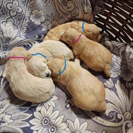 Maltipoo Puppies from Sunset Farm
