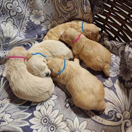 Maltipoo Puppies from Sunset Farm