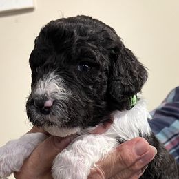 Green collar puppy - male Newfypoo puppy in Fairfield, California from Twin Sisters Doodles