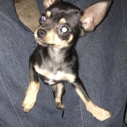 Chihuahuas and Toy Australian Shepherds from TNT Toy Aussies
