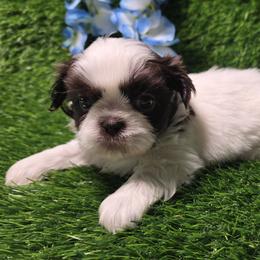 Shih Tzu Puppies from Morningstar's Shih Tzu