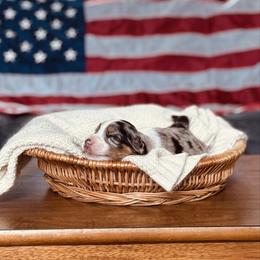 Rizzo - Blue merle female Australian Shepherd puppy in Uvalda, Georgia from Happy Ours Australian Shepherds