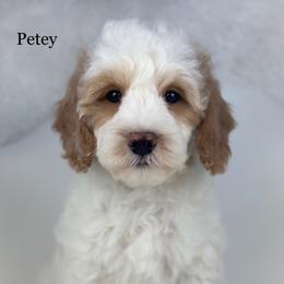 Petey - Parti male Goldendoodle puppy in Milford, Indiana from Railway Acres Kennel