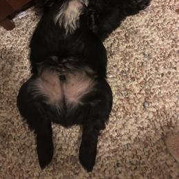 Miniature Schnauzer and Poodle Puppies from Bits & Bytes Farm