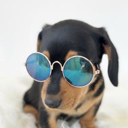 Dachshund Puppies from Draggin' Azz Ranch