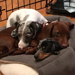 Dachshunds from Tonya's Dachshunds