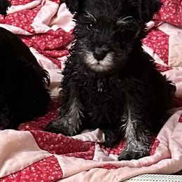 Boxer and Miniature Schnauzer Puppies from Cindy Williams