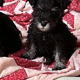 Boxer and Miniature Schnauzer Puppies from Cindy Williams