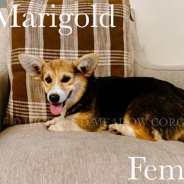 Marigold - Black and tan female Pembroke Welsh Corgi puppy in Lebanon, Oregon from Highland Meadow Corgis