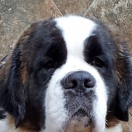 Saint Bernards from Spring Mountain Kennel