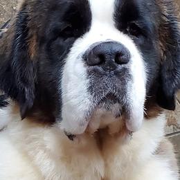 Saint Bernards from Spring Mountain Kennel