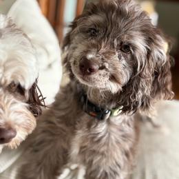 Claude, NOW Flynn - Merle male Cockapoo puppy in Lillington, North Carolina from Peace, Love, and Puppies at the Creek