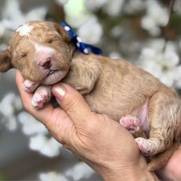 Ziggy - Apricot male Goldendoodle puppy in Yuciapa, California from AlltheDoodlez_