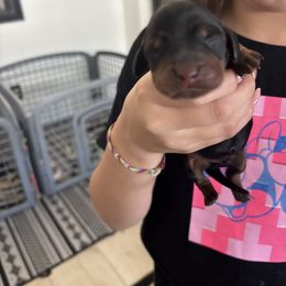 Hunter - Black and tan male Dachshund puppy in Tomball, Texas from Gutierrez House of Doxies