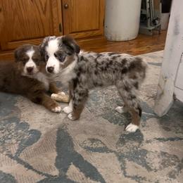 Miniature Australian Shepherd Puppies from Highland Hills Mini Aussies