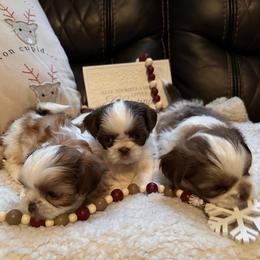 Shih Tzu Puppies from Wood Foo Breeders