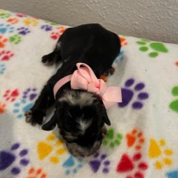 Jewels - Merle female Cockapoo puppy in Brookings, South Dakota from Hofer Pups