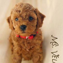 Velma - Red  female Goldendoodle puppy in Sacramento, California from Dandy Doodles Goldendoodles