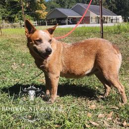 Ruger - Blue male Australian Cattle Dog puppy in Silsbee, Texas from Rockin ND Ranch