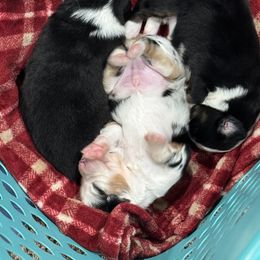 Miniature American Shepherd Puppies from Cashecho Kennel