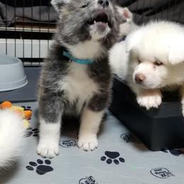 Japanese Akitainu Puppies from Four Seasons Akita (Shikisou)
