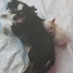 Chihuahuas and Tibetan Spaniels from Firebird Farms