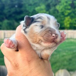 Curly - Blue merle male Australian Shepherd puppy in Ashland, Ohio from SS Australian Shepherds