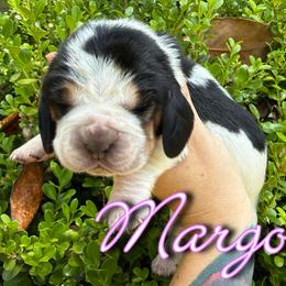 Basset Hound Puppies from Kara Bellow