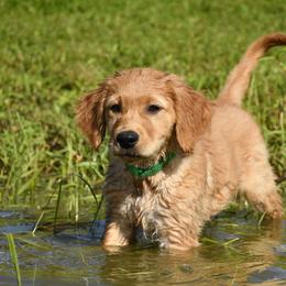 Boy 5 - male Golden Retriever puppy in Milan, Tennessee from Ivy League Golden Retrievers