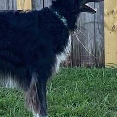 Borzois and Silken Windhounds from Avalon