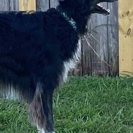 Borzois and Silken Windhounds from Avalon