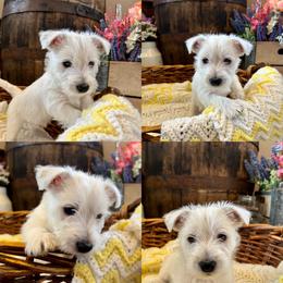 West Highland White Terrier Puppies from Butterfield's Westies