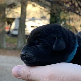 Blue - Black male Labrador Retriever puppy in Pendleton, South Carolina from DogSmith Purebreds