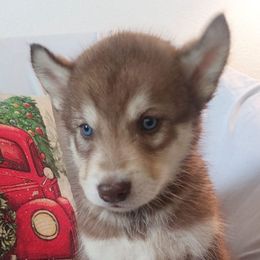 Siberian Huskies from Payden's Siberian Huskies