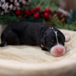 Soufflé - Tri-color male Bernedoodle puppy in Queen Creek, Arizona from Dulcito Doodles
