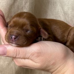 Cavalier King Charles Spaniel puppies from Hough's Danes