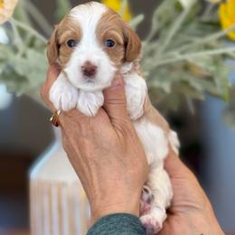 Banana - Parti female Goldendoodle puppy in Yuciapa, California from AlltheDoodlez_