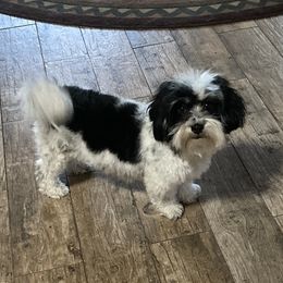 Breeze - Havanese
