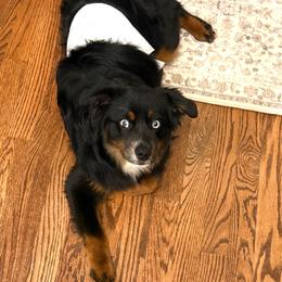 Ruedi - Toy Australian Shepherd