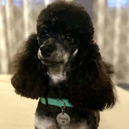 Penny - Poodle