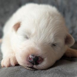 AKC boy 'Puff' - White male Samoyed puppy in Tombstone, Arizona from High Lonesome