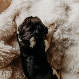 Newfoundland Puppies from Kinson Ridge Giants