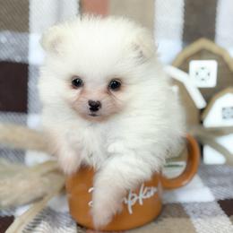 Duke - White male Pomeranian puppy in Edmond, Oklahoma from Okie Poms