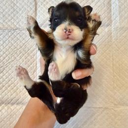 Tricolor Female 1 - Tri-color female Bernedoodle puppy in Brooksville, Florida from Kruger Doodles