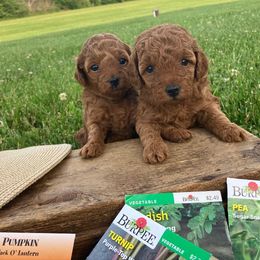 Poodle Puppies from 3C Poodles