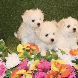 Bichon Frise puppies from Cher Ami Bichons