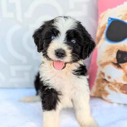 Purple collar - Black and white female Aussiedoodle puppy in Coulee City, Washington from Mr and Mrs Doodle Farm