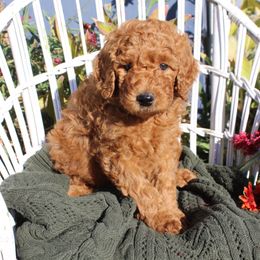 Orange Collar - Apricot male Poodle puppy in Pendleton, Oregon from Wilks Pups - Standard Poodles
